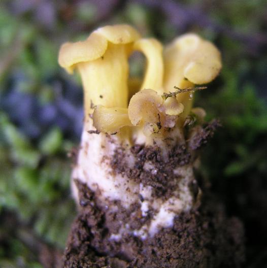 Pseudocraterellus konradii???